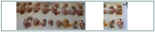 Aislamiento y caracterización de variante genética del virus de bronquitis infecciosa en zona de mayor concentración avícola de Argentina - Image 4