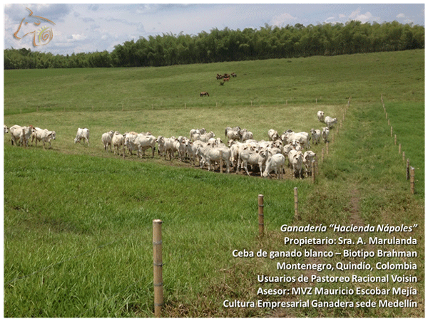 Introducción al Pastoreo Racional Voisin (PRV) - Image 1