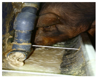 Alimentación líquida en porcino en Europa - Image 2
