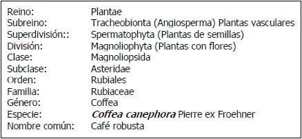Encallado de esquejes de café robusta en cinco tipos de sustratos en Orellana - Image 3