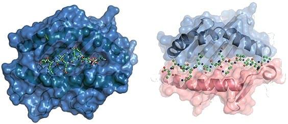 Desarrollo de una vacuna multiepitópica contra el virus de influenza aviar A-H5N1 en base a herramientas inmunoinformáticas - Image 3