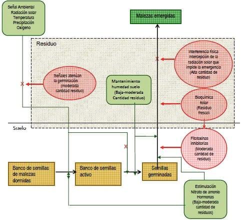 Cultivos de cobertura y la regulación de factores y recursos ambientales que inciden en la emergencia de malezas - Image 1