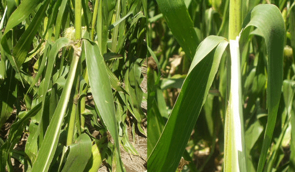 Incidencia del daño foliar por granizo sobre el rendimiento del cultivo de Maíz (Zea mays L.) - Image 1