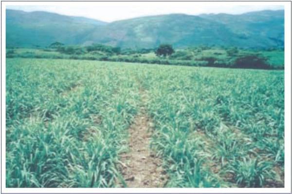 Cultivar Mulato: Gramínea de alta producción y calidad forrajera para los trópicos - Image 6