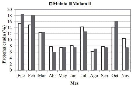 Pasto mulato ii (brachiaria hibrido): excelente alternativa para producción de carne y leche en zonas tropicales - Image 1