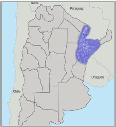 Gramíneas forrajeras para el subtrópico y el semiárido central de la Argentina - Image 54