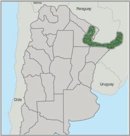 Gramíneas forrajeras para el subtrópico y el semiárido central de la Argentina - Image 52