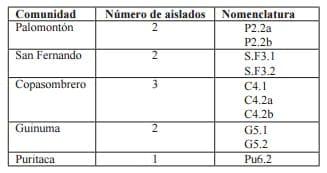 Aislamiento y caracterización de rizobios de crotalaria sp. En el sur de Ecuador - Image 2