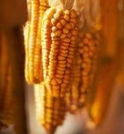 Aflatoxinas en las tortillas de maíz - Image 6