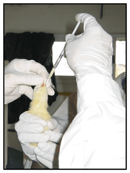 Evaluación de la protección conferida por un desinfectante contra la Tifosis Aviar causada por Salmonella gallinarum - Image 3