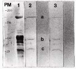 Infección persistente de Campylobacter fetus fetus en hembra bovina preñada - Image 3
