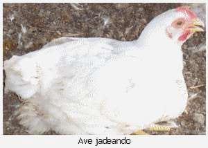 Ventilación en pollos de engorda - Image 3