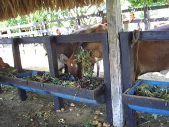 Utilización de la Yuca en la alimentación de Rumiantes en la costa norte colombiana - Image 3