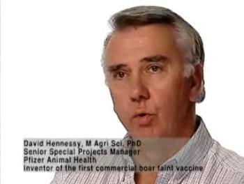 Cerdos: Primera vacuna comercial frente al olor sexual