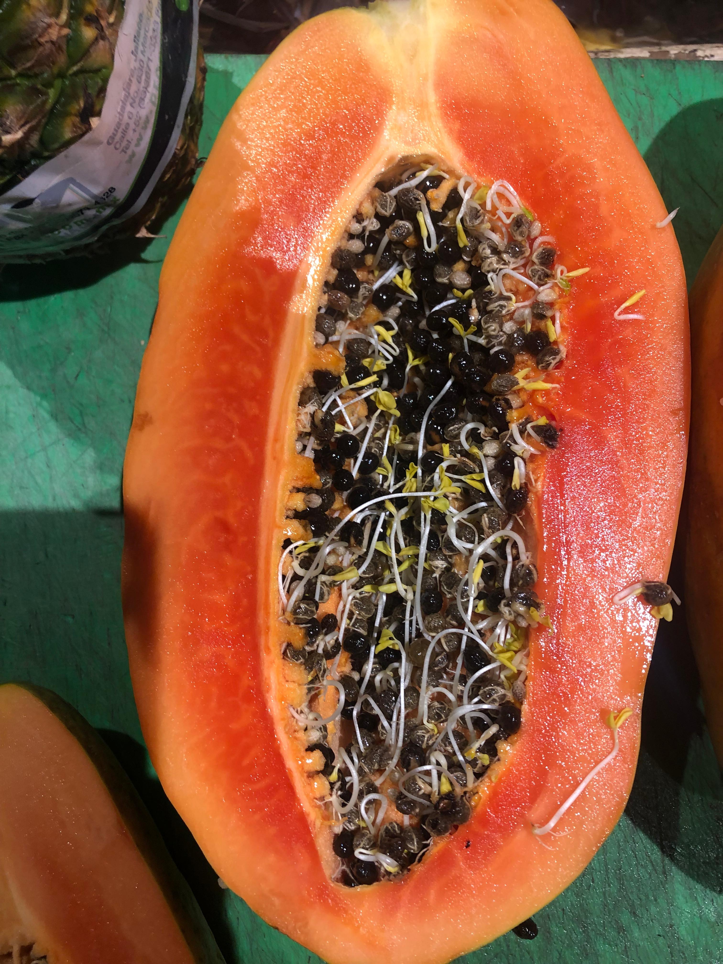 Germinación de las Semillas Dentro de la Fruta de Papaya - 1