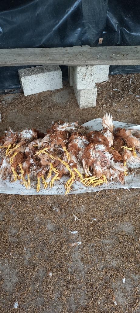 Canibalismo en gallinas ponedoras - 1