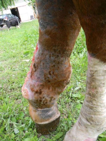 Tratamiento de edema en caballo