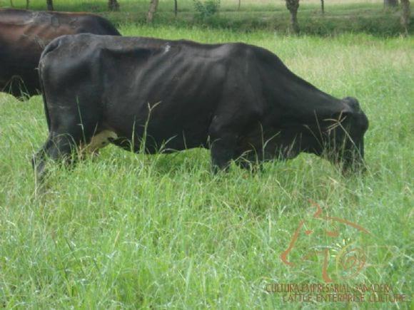 Capacitación a ganaderos en Pastoreo Racional Voisin (PRV) - Montería, diciembre de 2010
