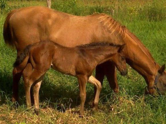 Equino con un mes de nacido