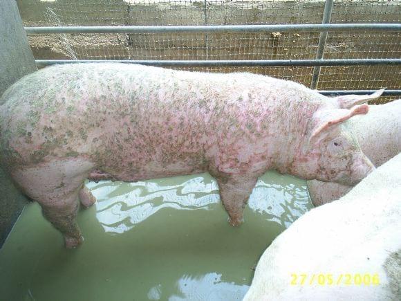 Pitiriasis rosácea en cerdos