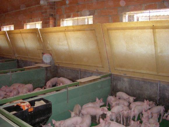 Gestión de microclimas en la producción porcina