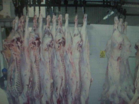 Producción de carne en canal