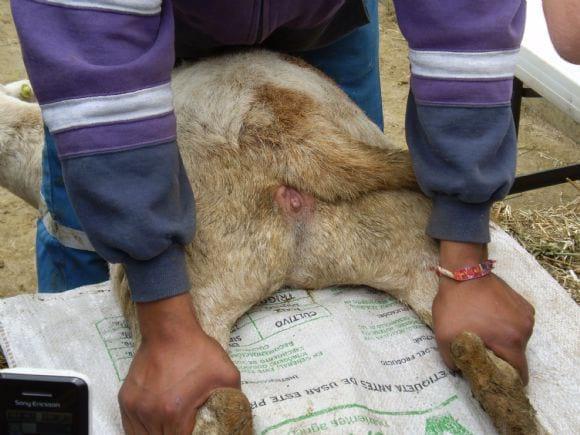 Curso inseminacion en ovinos