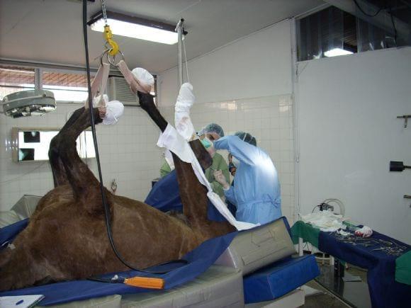 cirugia en equinos