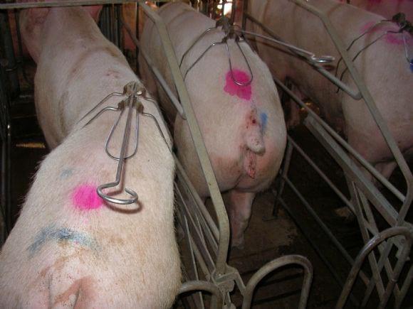 Uno de los sistemas más eficientes y prácticos para autoinseminación en cerdos