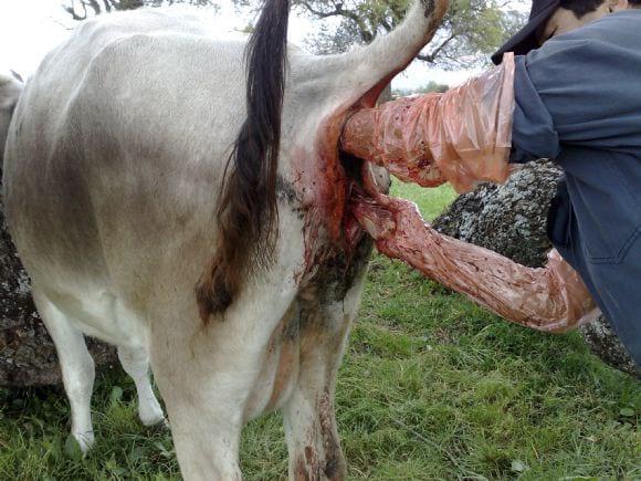 Extracción de placenta manual en bovinos