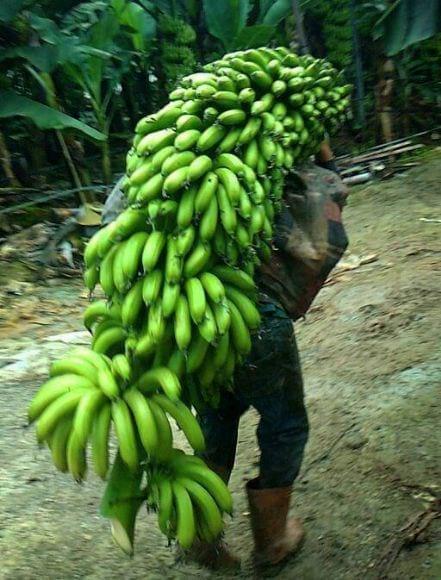 banano  hibrido