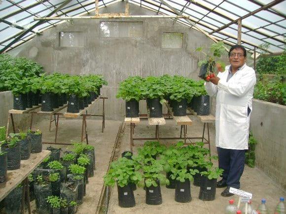 Producción de fresas de alta calidad cualitativa de fresas en invernadero dela facultad de Agronmía  UNCP