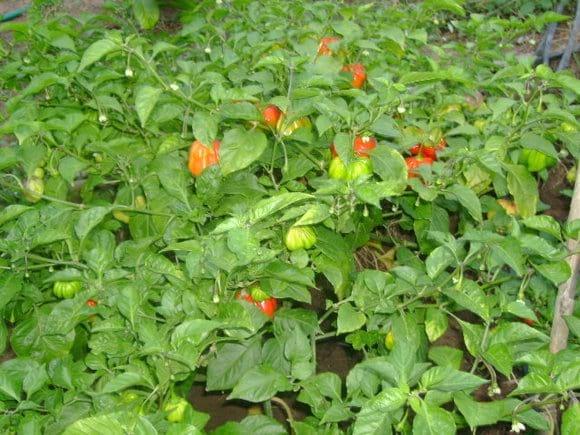 Producción de Aji dulce (Capsicum chinense) introducido hace un año a la selva central, por cierto aqui es desconcoido, es un cultivo alternativo para nuestra selva central.