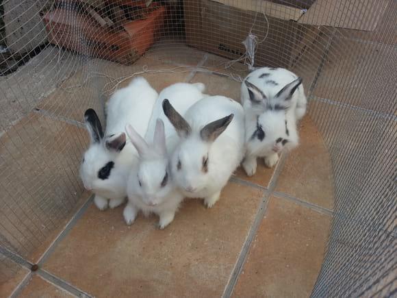 mis cuatro conejos