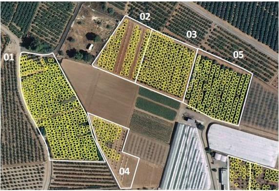 Uso imagenes satelitales para conteo plantas
