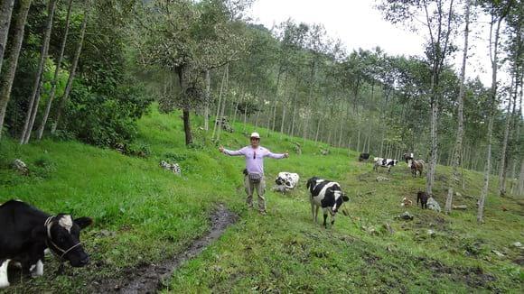 Ganado de leche Holstein - Palma central - JAEN