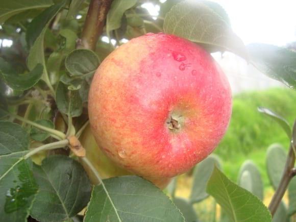 Manzana roja para jugo y consumo en fresco