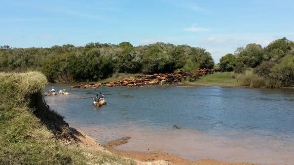 Terminando de cruzar el Rio Olimar a nado con 450 vacas