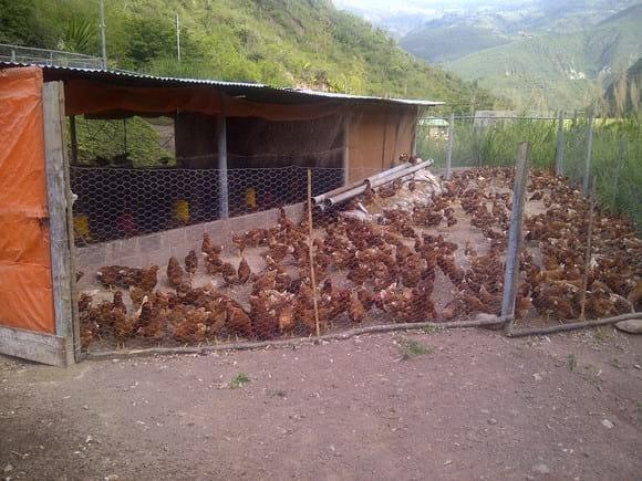 Ensayo de Cria al Pastoreo con 1000 gallinas