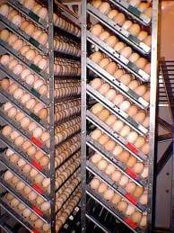 Huevos en trays, listo para incubación