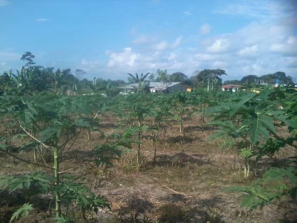 Cultivo de Papaya hawaina