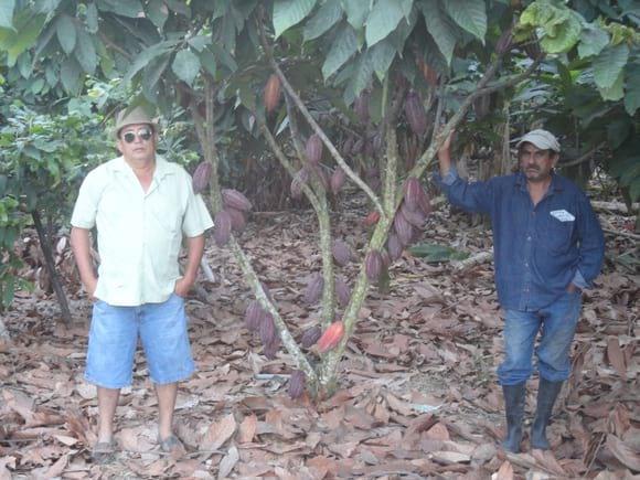 cacao cultivado en el cantón Majua provincia de Esmeraldas Junio del 2014