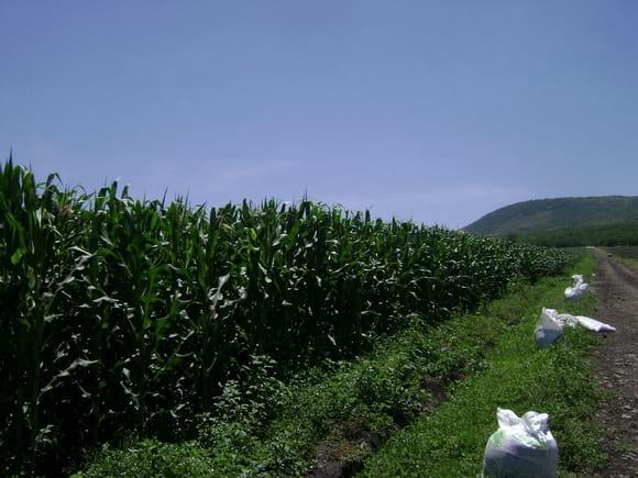 fertilizacion de maiz con composta de caprino