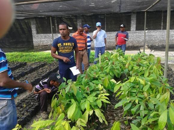 Productores observan desarrollo vivero de  cultivo decacao