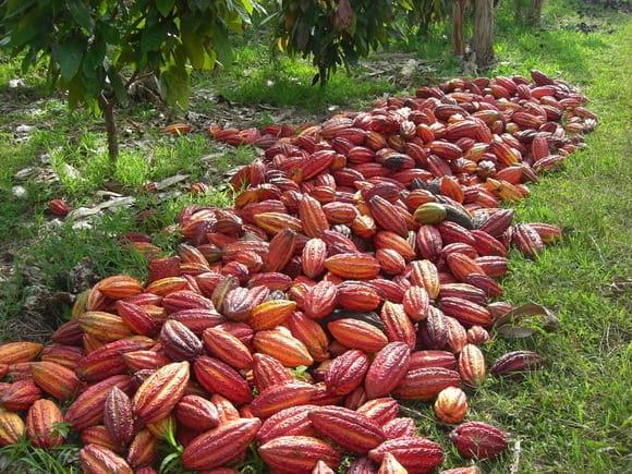 Cacao en el Quindio