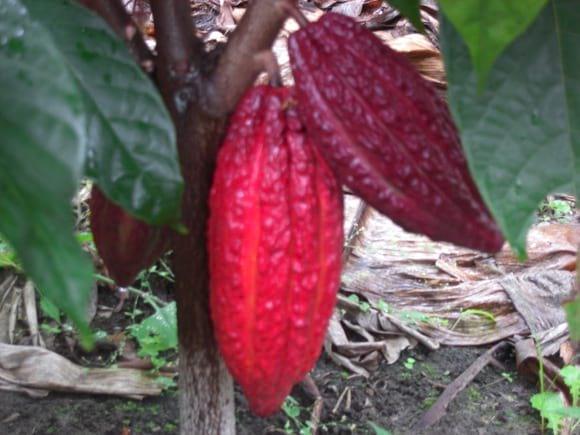cacao quindio