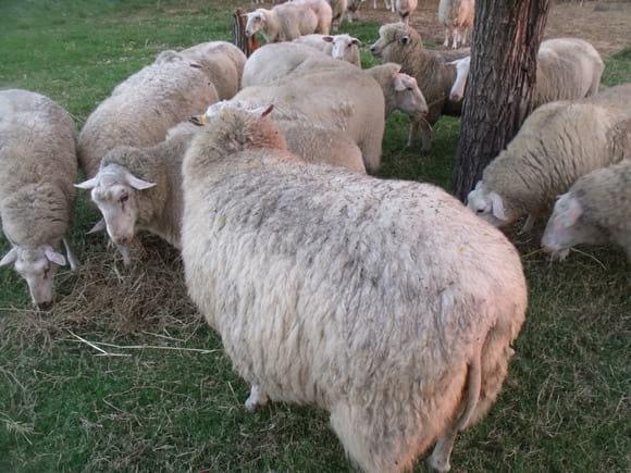 granja de ovejas  frisonas milchschaf