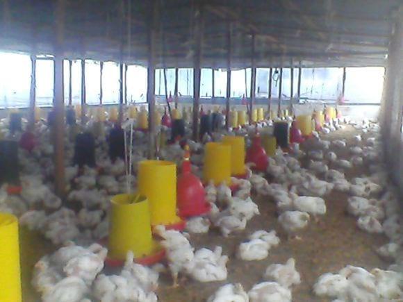 granja avicola tradicional