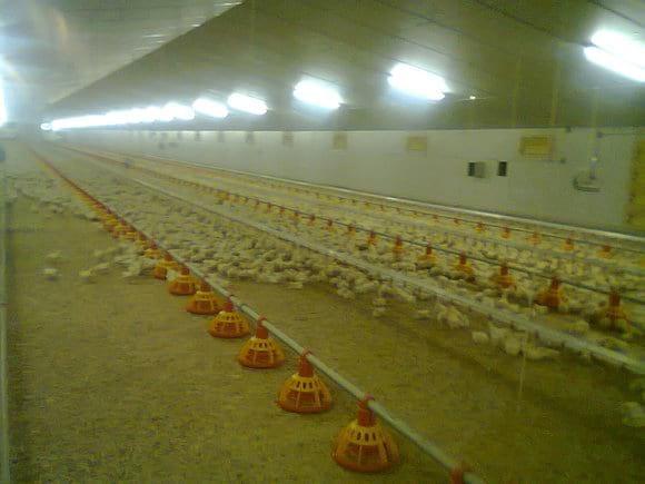 Galpon con capacidad de 36.000 pollos