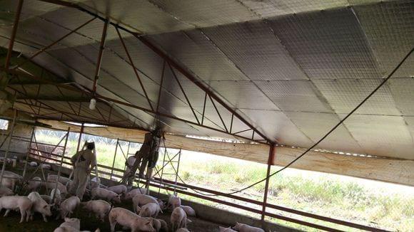 Engorda de cerdos en Jalisco, Aislamiento Caseta